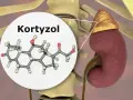 Struktura chemiczna kortyzolu, hormonu stresu, produkowanego przez nadnercza umieszczone na nerkach.