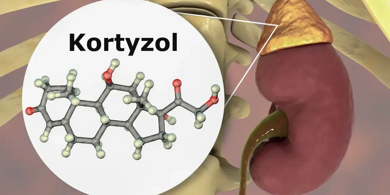 Struktura chemiczna kortyzolu, hormonu stresu, produkowanego przez nadnercza umieszczone na nerkach.