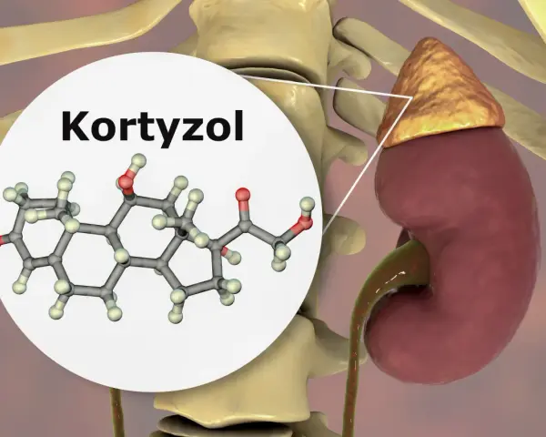 Struktura chemiczna kortyzolu, hormonu stresu, produkowanego przez nadnercza umieszczone na nerkach.
