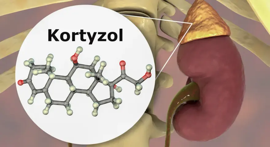 Struktura chemiczna kortyzolu, hormonu stresu, produkowanego przez nadnercza umieszczone na nerkach.