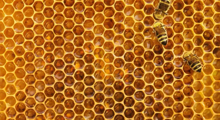 Trzy pszczoły na plastrze miodu. Widok z bliska na sześciokątne komórki, które mogą wywoływać strach przed dziurami.