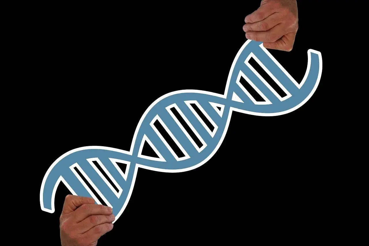 Dłonie trzymające helisę DNA, symbolizującą pytanie: czy BPD jest dziedziczne?